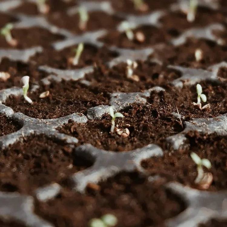EcoBloom™ Wysokiej jakości organiczne cegły z włókna kokosowego dla roślin