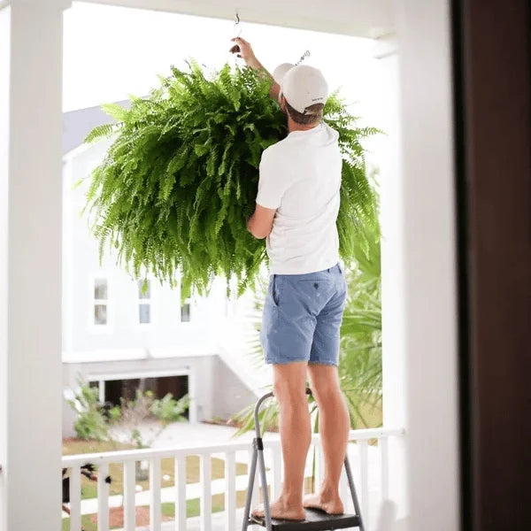 GreenAura™ Odporna na promieniowanie UV sztuczna paproć bostońska