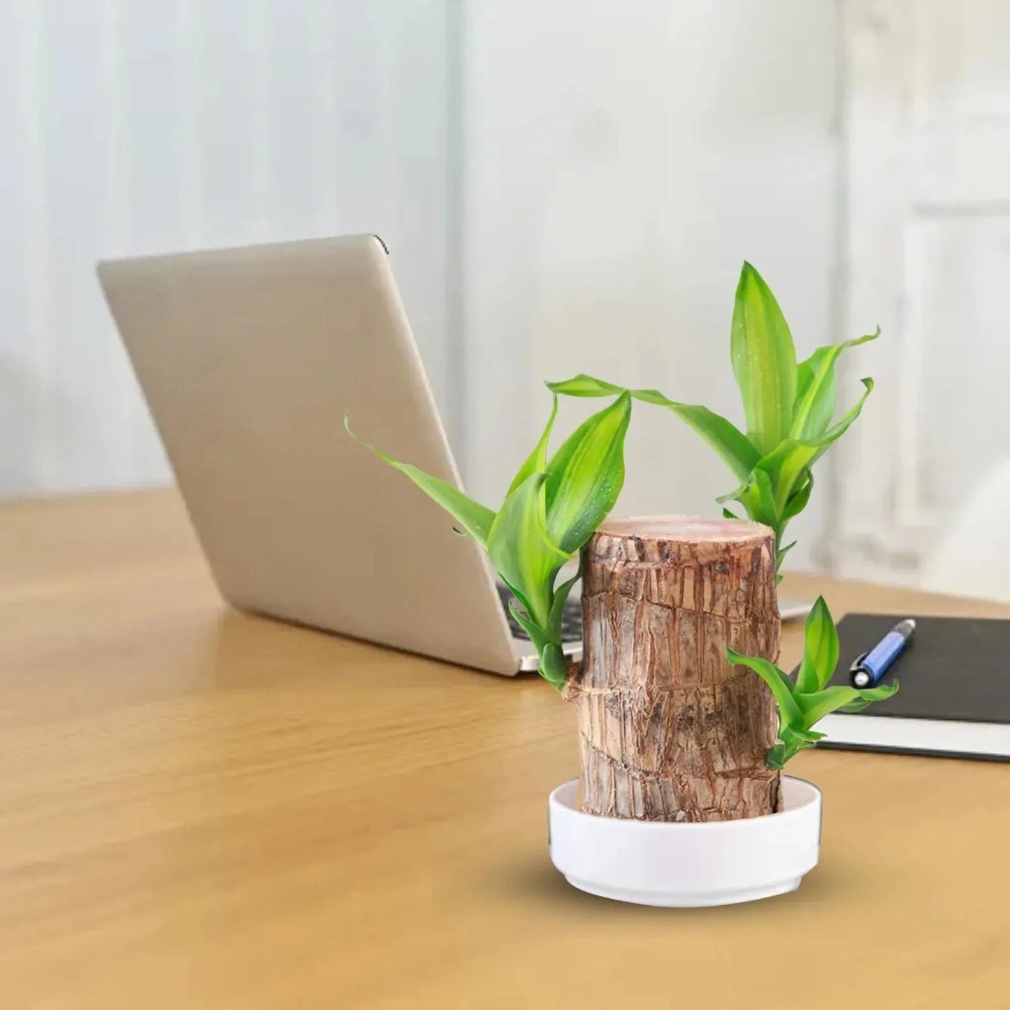 LuckyWood™ Roślina w drewnianej doniczce