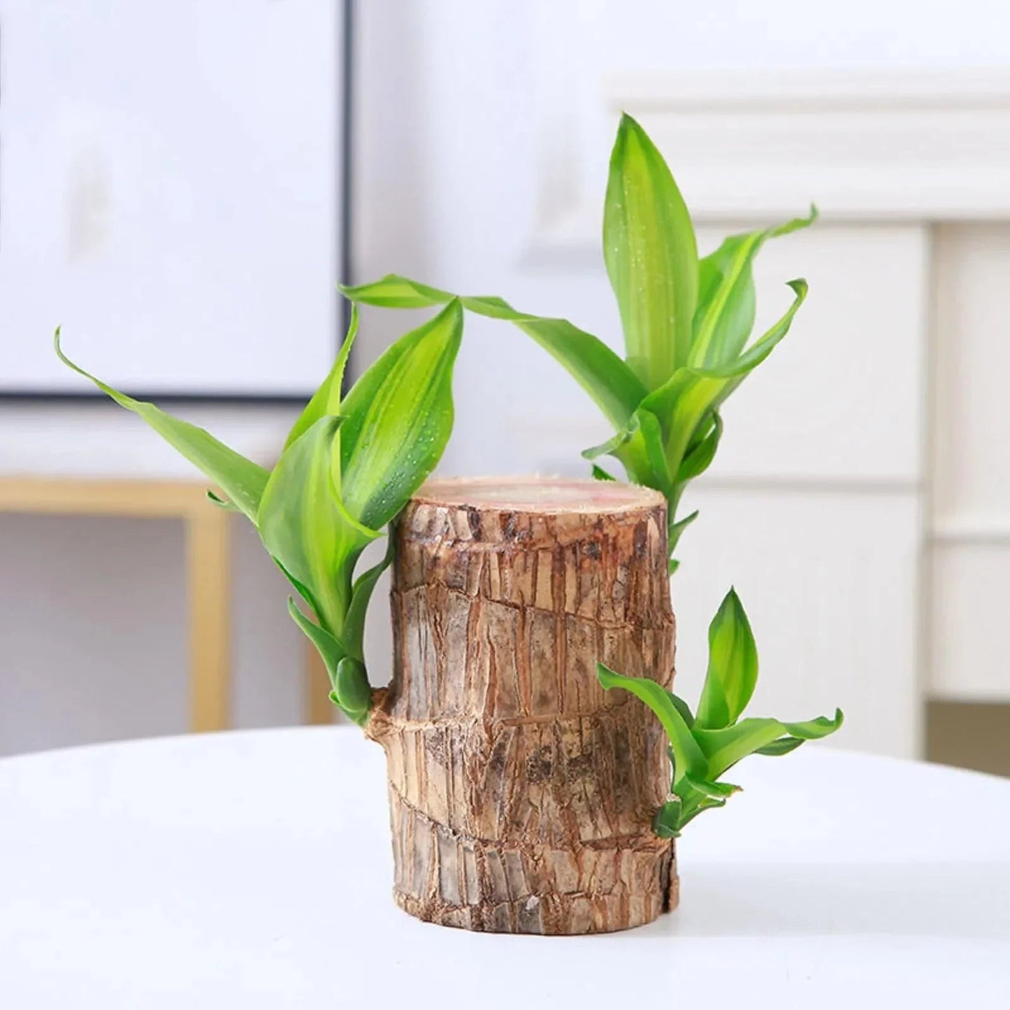 LuckyWood™ Roślina w drewnianej doniczce