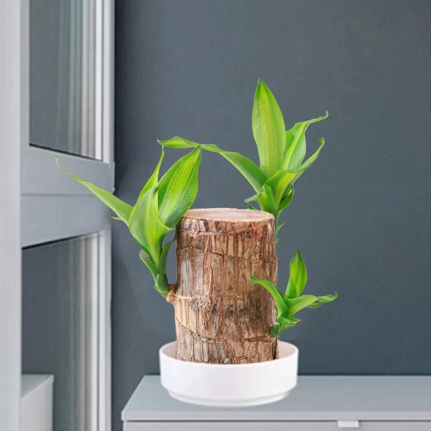 LuckyWood™ Roślina w drewnianej doniczce
